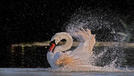 Majestic Swan in Splendid Motion wallpaper