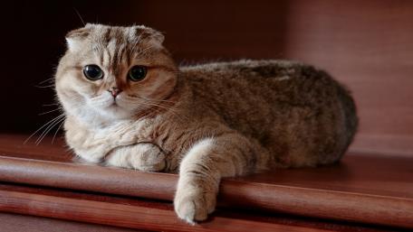 Charming Cat with Enormous Eyes wallpaper