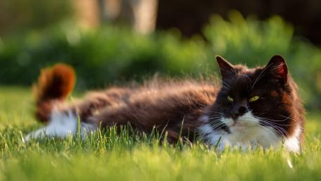 Charming Cat Relaxing in Sunlight wallpaper