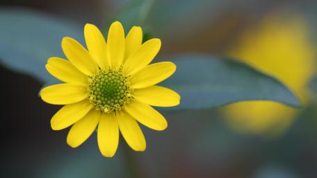 Bright Yellow Blossom Against a Soft Background wallpaper