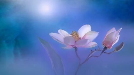 Delicate Blue Blossoms Under Ethereal Light wallpaper