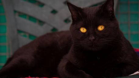 Mysterious Black Cat with Striking Eyes wallpaper