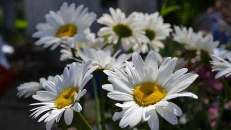 Daisies in Bloom Creating a Serene Atmosphere wallpaper