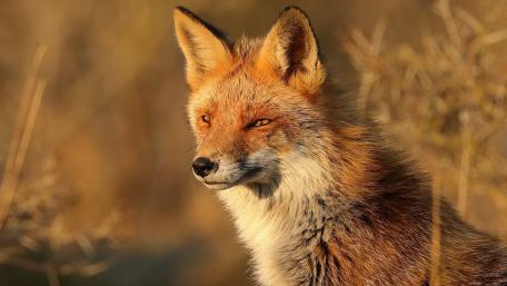 Graceful Fox in Golden Light wallpaper