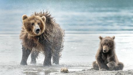 Wet bear wallpaper