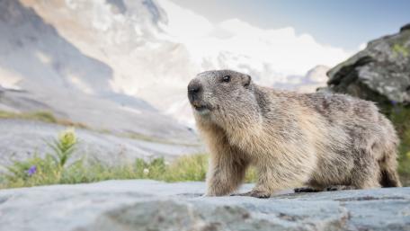 Marmot wallpaper