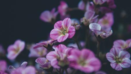 Vibrant Pink Flower Blooming in Nature wallpaper