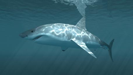 Majestic Shark Gliding Through Clear Waters wallpaper