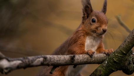 Charming Squirrel on a Branch wallpaper