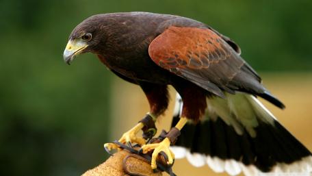 Majestic Hawk in Natural Habitat wallpaper