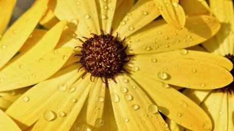 Vibrant Yellow Flower with Dew Drops wallpaper