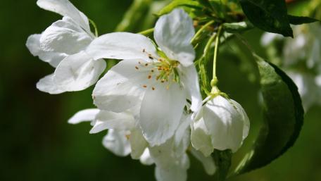 Delicate White Blossoms against a Lush Background wallpaper