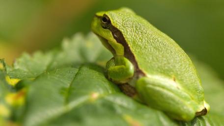 Vibrant Green Frog in Natural Habitat wallpaper