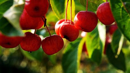 Vibrant Red Apples Hanging from Lush Green Branches wallpaper