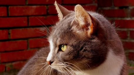 Majestic Gray Cat in Natural Light wallpaper