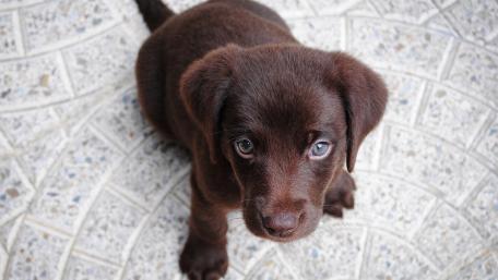 Adorable Brown Puppy Gazing Curiously wallpaper