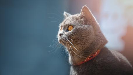 Majestic Cat Gazing Into the Distance wallpaper