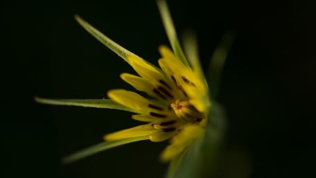 Vibrant Close-Up of Yellow Flower Burst wallpaper