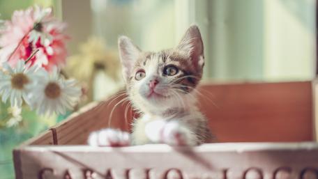 Curious Kitten in a Wooden Box wallpaper