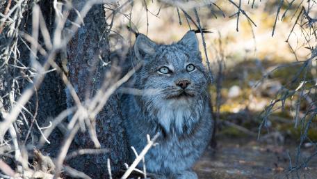Majestic Lynx in Its Natural Habitat wallpaper