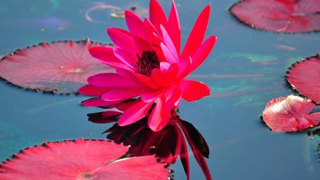 Vibrant Pink Water Lily on Calm Waters wallpaper