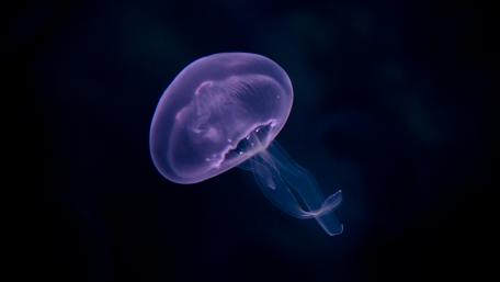 Ethereal Glow of a Jellyfish Underwater wallpaper