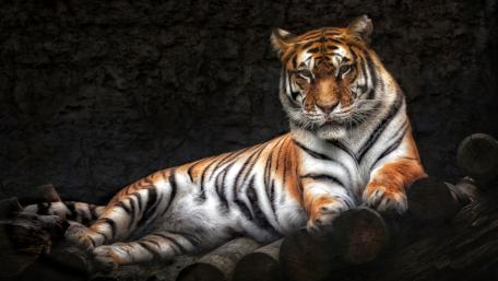 Majestic Tiger Resting in Shadows wallpaper
