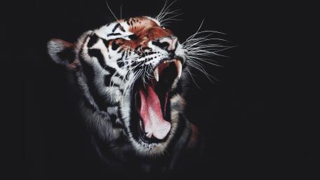 Majestic Roar of the Tiger wallpaper