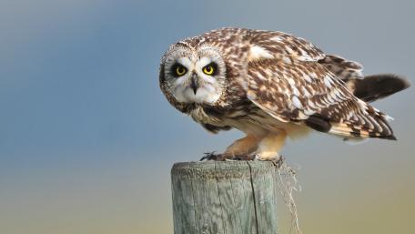 Majestic Owl on a Perch wallpaper