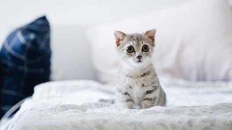 Playful Kitten on a Cozy Bed wallpaper