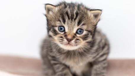 Adorable Tabby Kitten with Striking Blue Eyes wallpaper