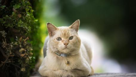 Charming Cat Relaxing in Nature's Embrace wallpaper