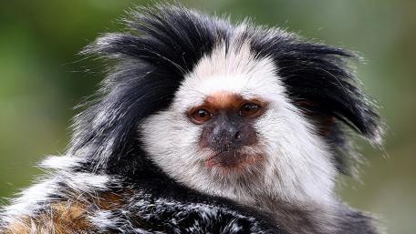 Unique Marmoset with Striking Fur Style and Expression wallpaper