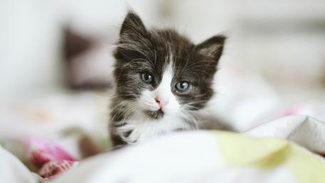 Adorable Kitten with Striking Blue Eyes wallpaper