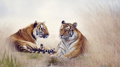 Majestic Tigers in Their Natural Habitat wallpaper