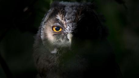 Majestic Owl in the Shadows wallpaper