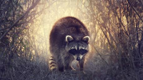 Curious Racoon in Nature Glow wallpaper