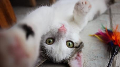 Playful Cat Reaching for Fun wallpaper