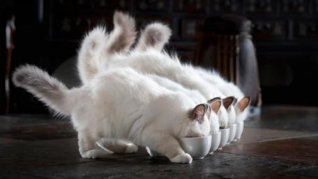 Playful Cats Enjoying Their Meal Together wallpaper
