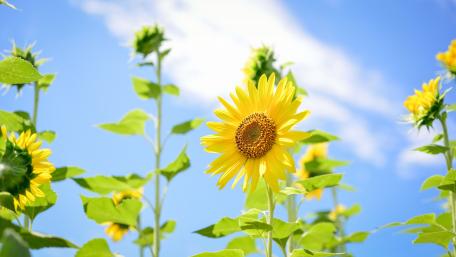 Bright Sunflowers Under a Clear Sky wallpaper