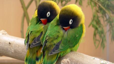 Vibrant Lovebirds Nestled Together in Nature's Embrace wallpaper