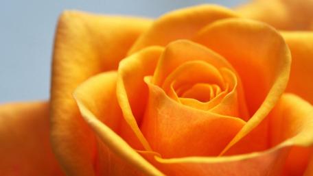 Radiant Yellow Rose Blossom Close Up Wallpaper wallpaper