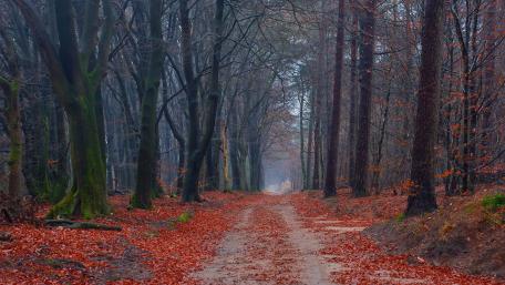 Path Through Autumn Splendor wallpaper