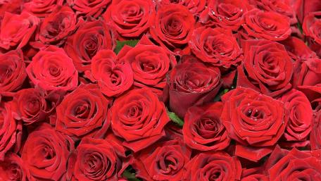 Radiant Red Rose Bliss wallpaper