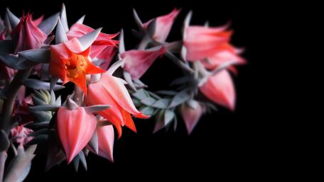 Elegant Blooming Flowers in Soft Shades of Pink and Orange wallpaper