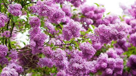 Blooming Lilacs in Spring Harmony wallpaper