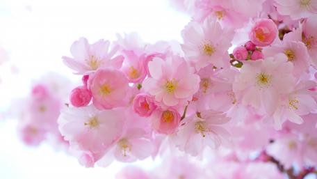 Spring Blooms in Soft Pink Hues wallpaper