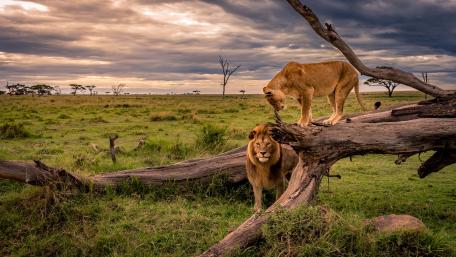 Majestic Lions in a Serene Landscape wallpaper
