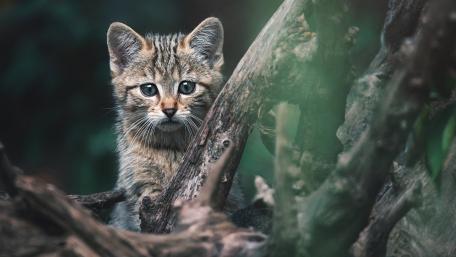 Curious Wildcat Peeks Through Nature's Hideout wallpaper