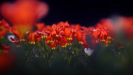 Vibrant Blooming Tulips in Soft Focus wallpaper
